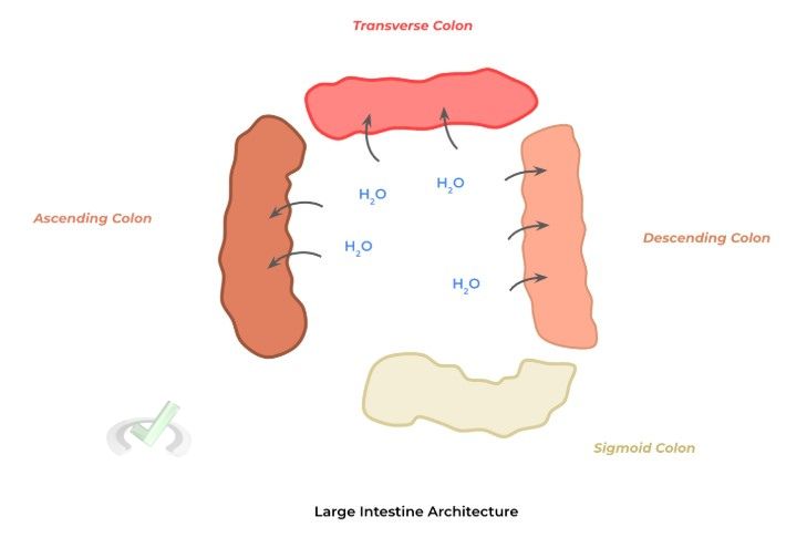 Large Intestine architecture Large Intestine Architecture
