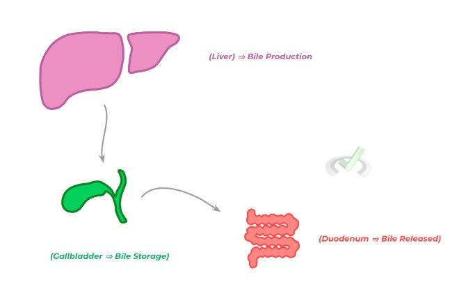 Liver and Gallbladder Liver And Gallbladder