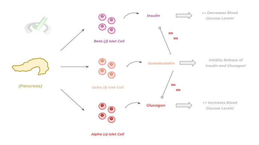 Non-Gastrointestinal Functions of the Liver and Pancreas - 2 Non-Gastrointestinal Functions Of The Liver And Pancreas - 2