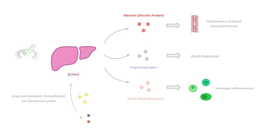 Non-Gastrointestinal Functions of the Liver and Pancreas Non-Gastrointestinal Functions Of The Liver And Pancreas