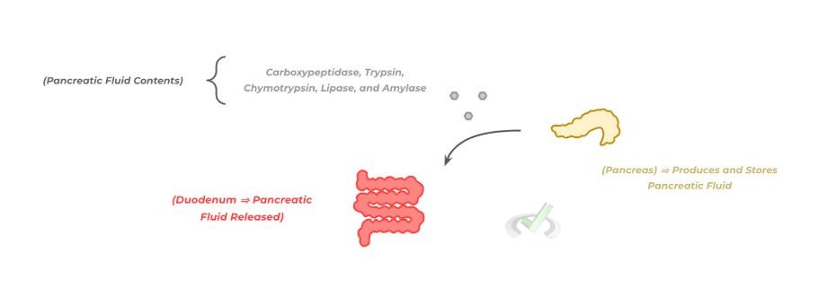 Pancreas Pancreas