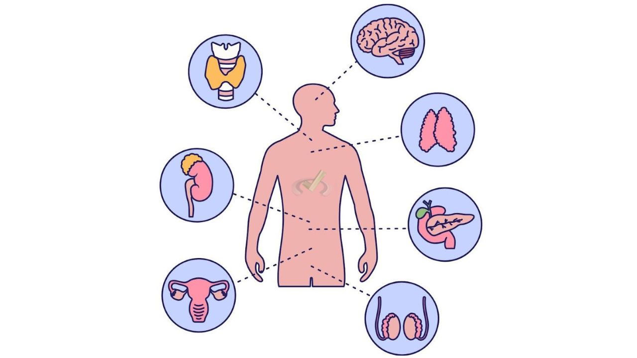 Physiological Adaptation Across Organ Systems Physiological Adaptation Across Organ Systems 1