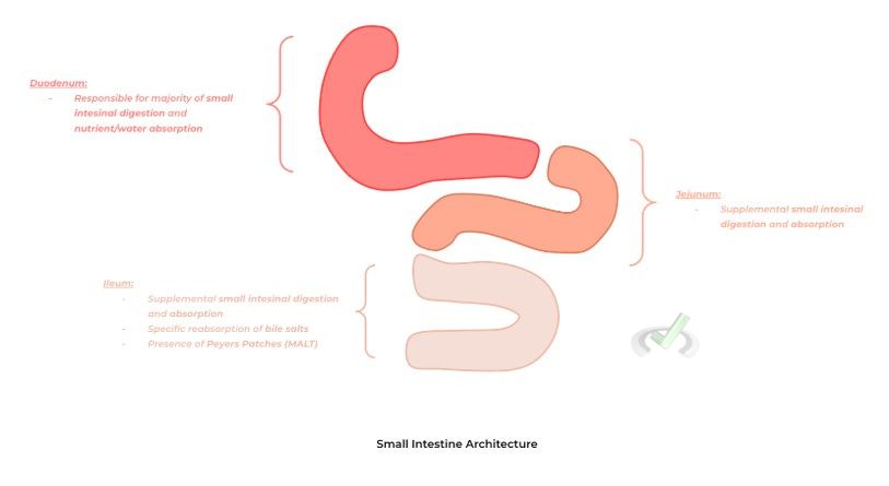 Small Intestine architecture Small Intestine Architecture