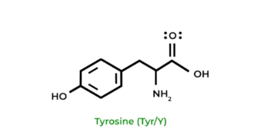 Tyrosine Tyrosine