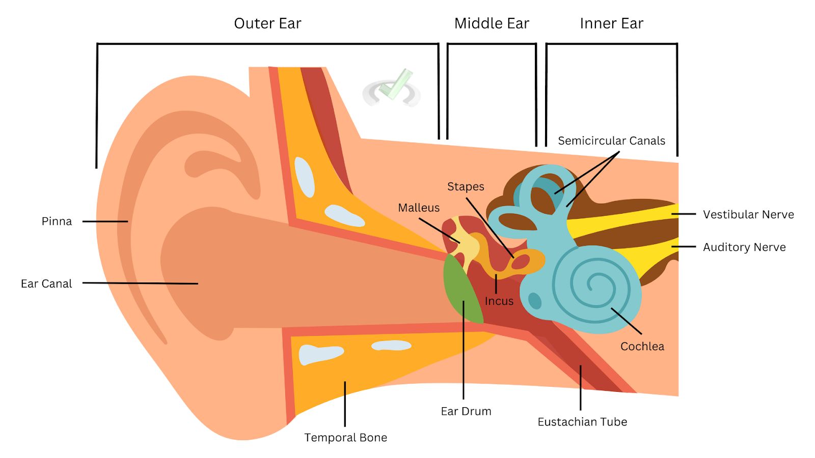 Parts Involved In Hearing