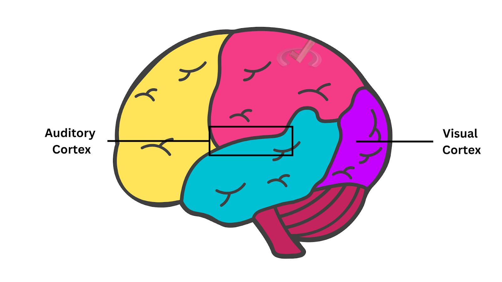 Auditory - Visual Cortex Auditory - Visual Cortex