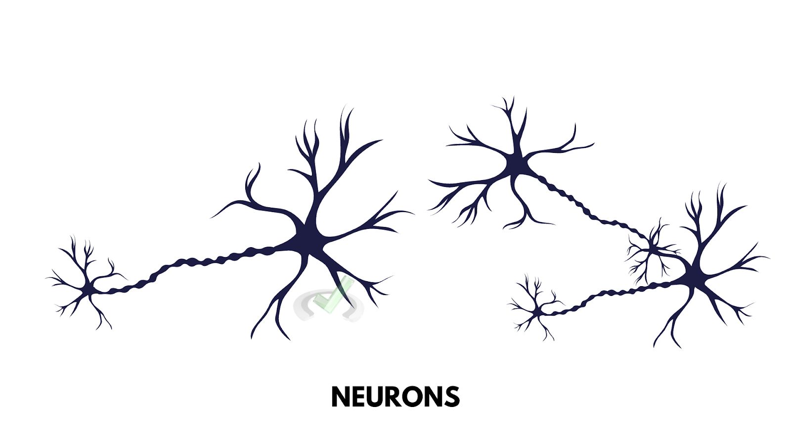 Neural Pathways Neural Pathways