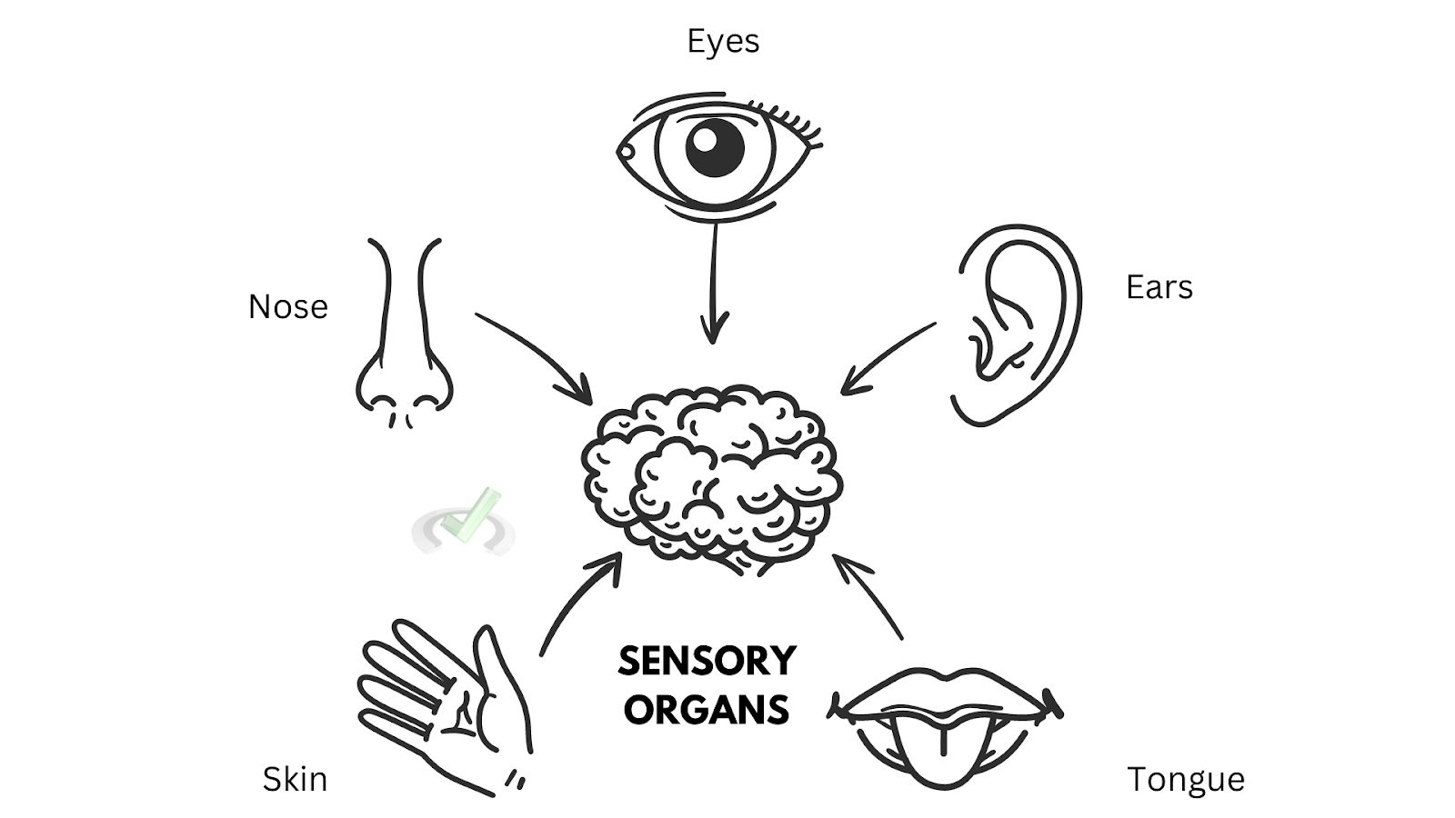 Sensory Organs Sensory Organs