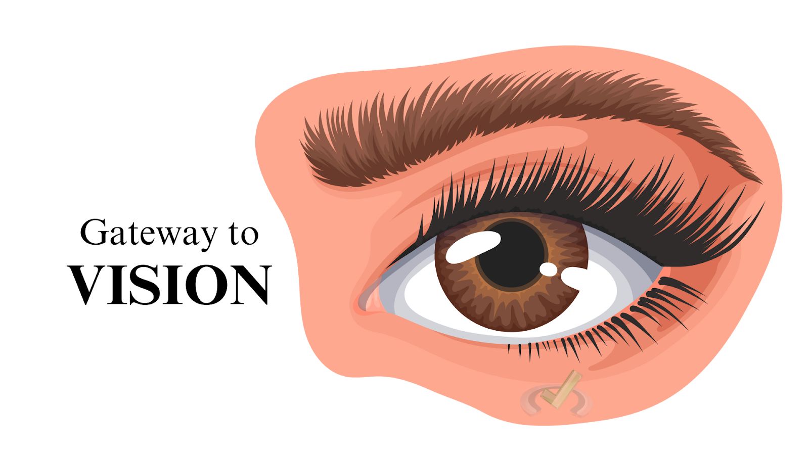 The Eye Gateway To Vision