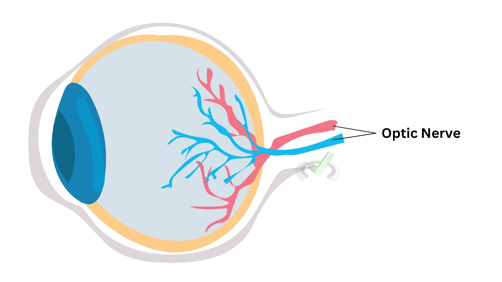 The Optic Nerve