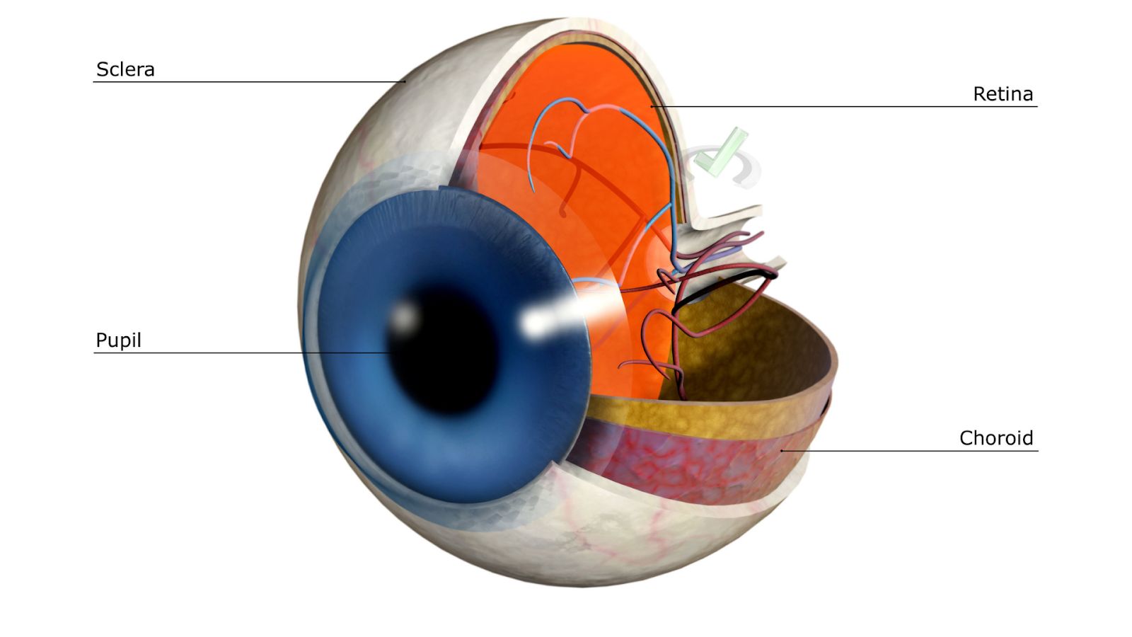The Visual Translator