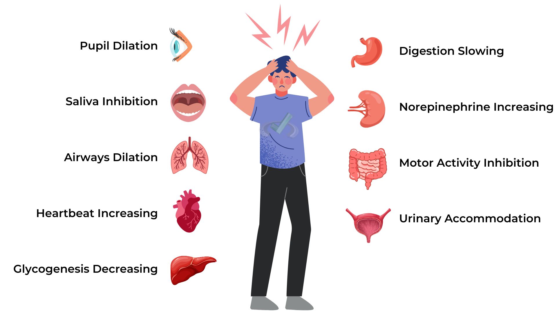Activation Of The Sympathetic Nervous System (Sns)