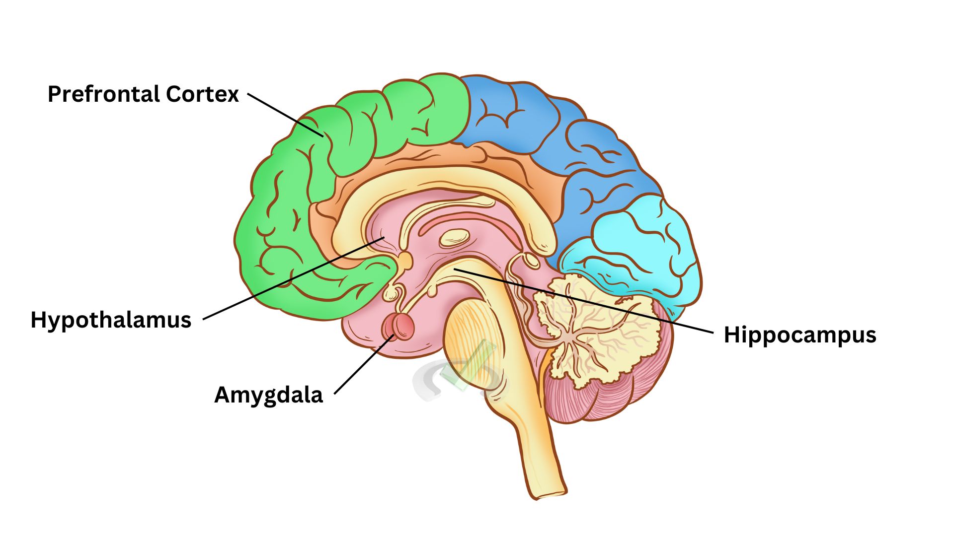 Brain-Structures-Involved-In-Emotion