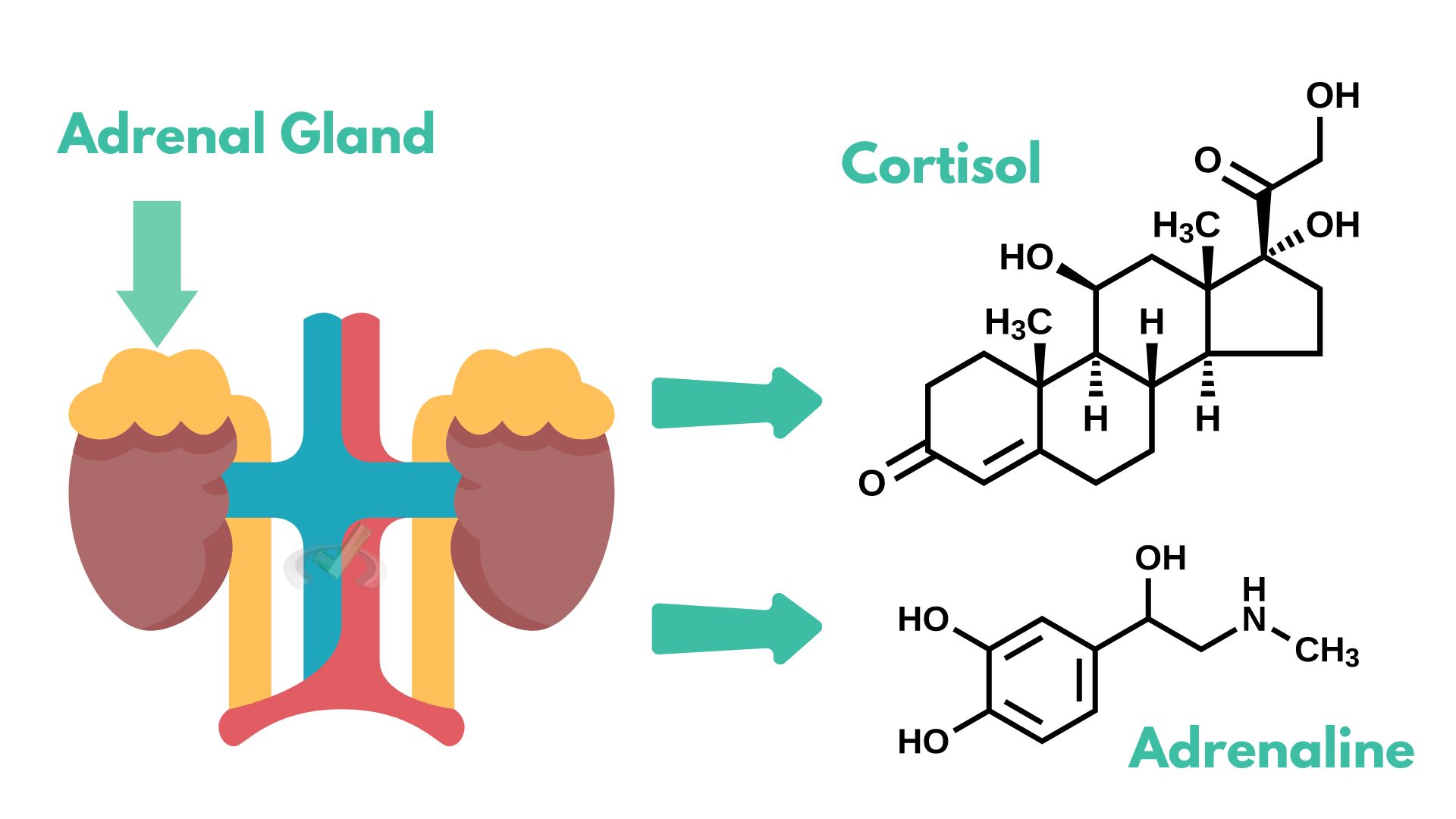 Release Of Stress Hormones