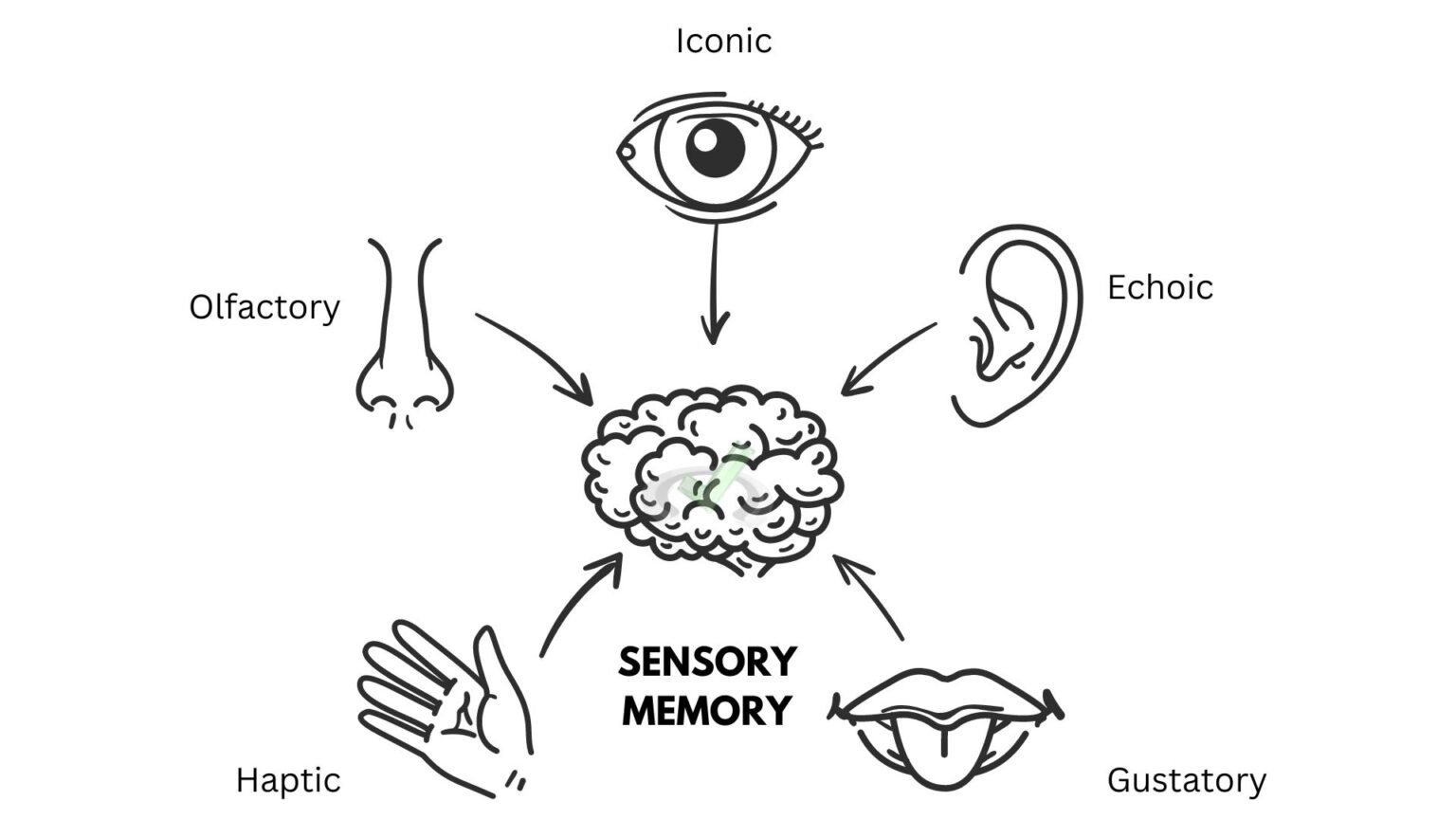 Processes for Memory Formation and Loss - MCAT Content – MedLife Mastery