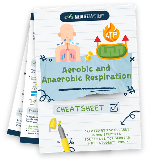 <strong>Carbohydrate Storage: </strong>Glycogenesis on the MCAT 1 MCAT Aerobic and Anaerobic Respiration Cheat Sheet