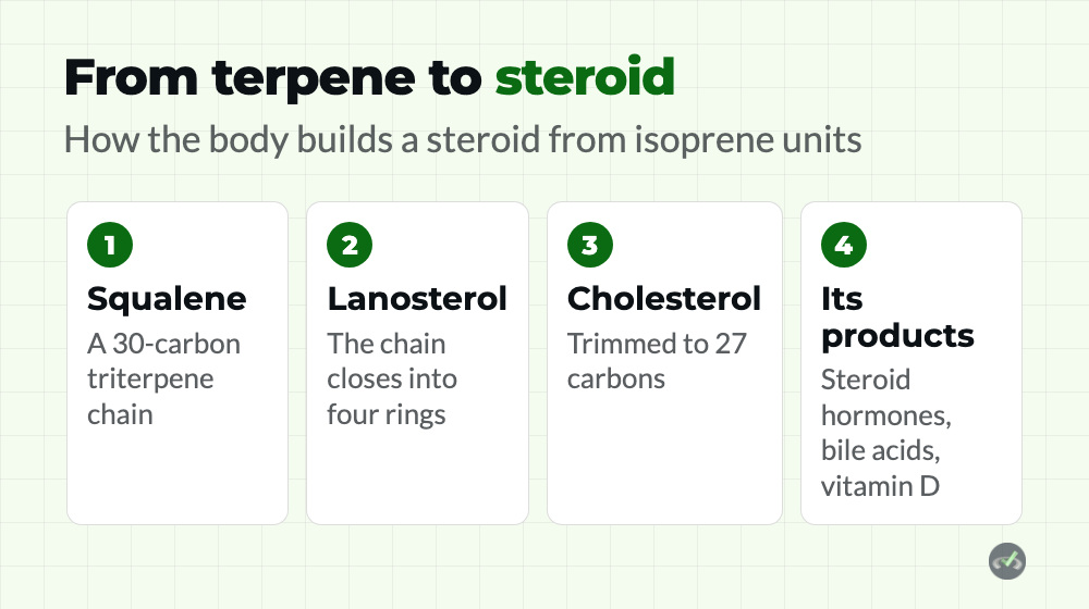 Types of Lipids on the MCAT: Description and Classification 3 squalene to lanosterol to cholesterol to steroid hormones